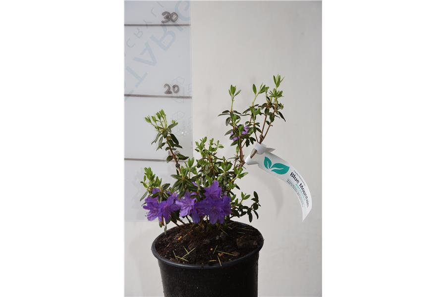 Rhodo Glenfalloch Blue