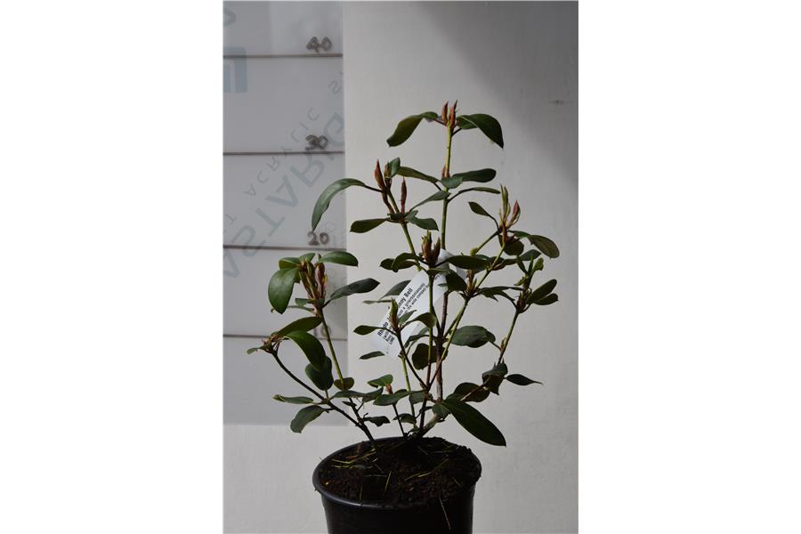 (williamsonianum x griersonianum)