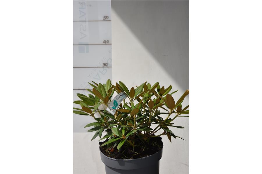 (dichroanthum x griersonianum)