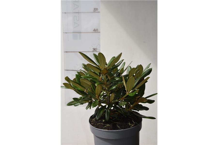 Rhodo Little Angel