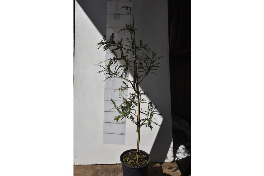 Weeping Kowhai