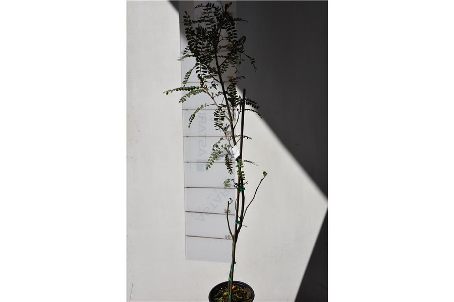 Kowhai