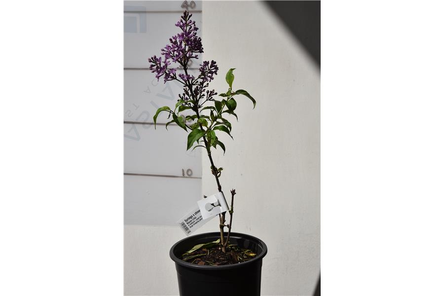 Rouen Lilac