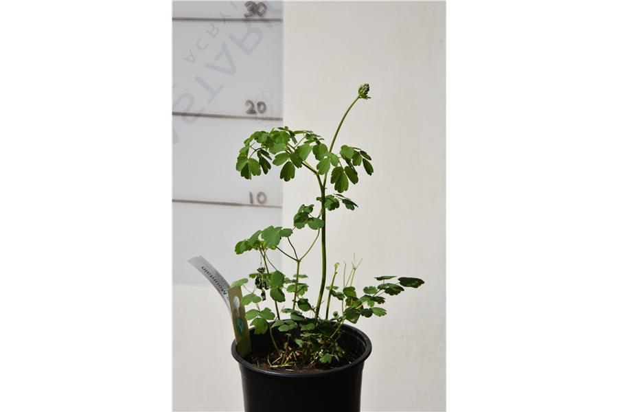Thalictrum aquilegifolium Album