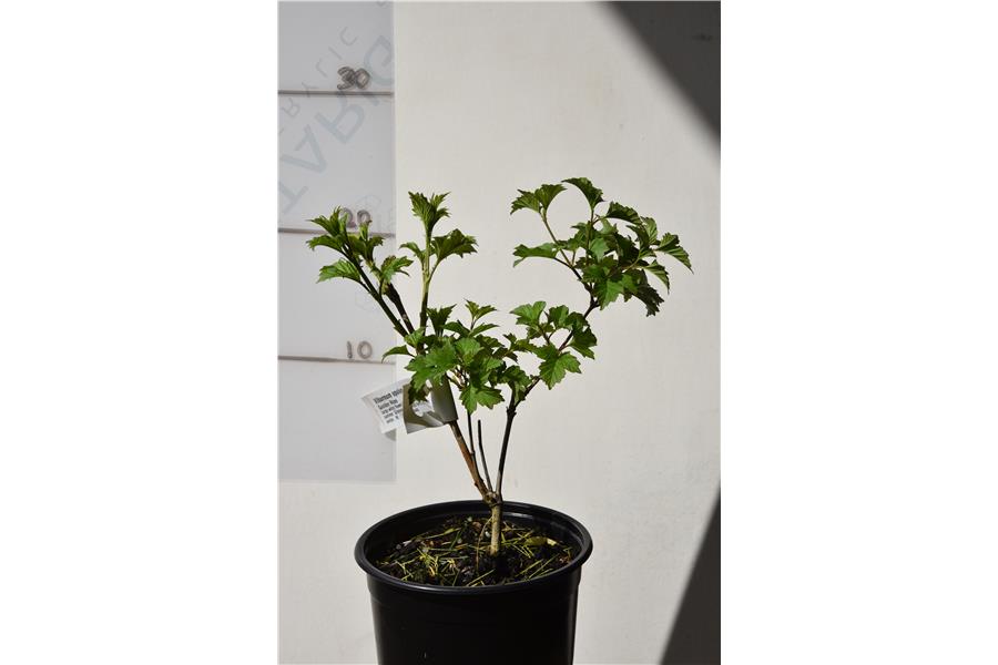 Guelder Rose