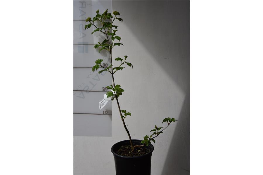 Snowball Tree