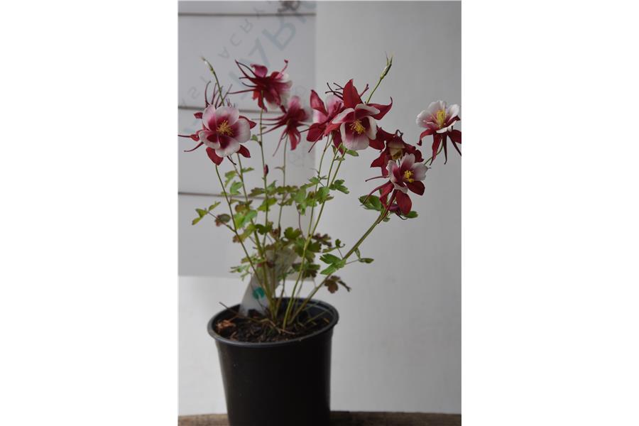 Columbine