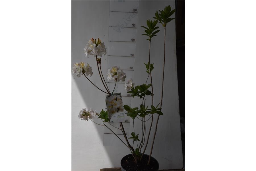 Blue Mountain Double Azalea