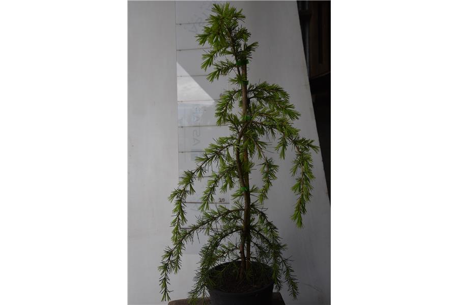 Golden Himalayan Cedar