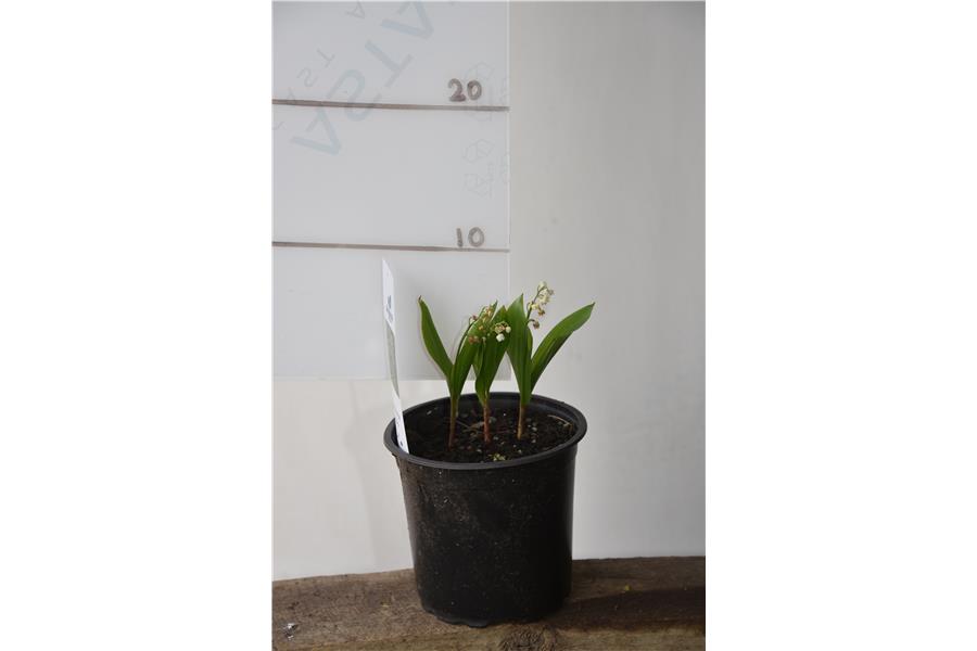 LILY OF THE VALLEY