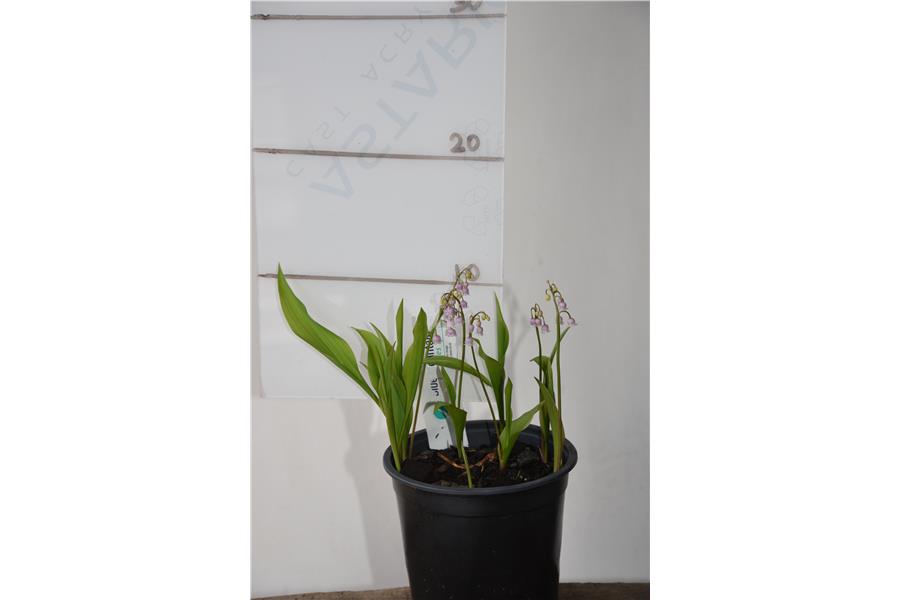 Lily of the Valley (pink)