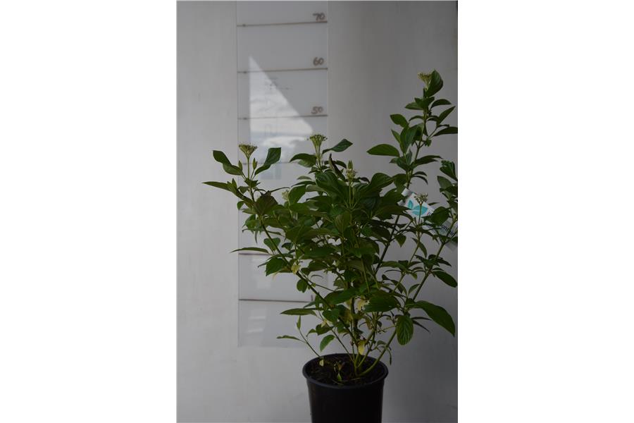 Yellow Stemmed Dogwood