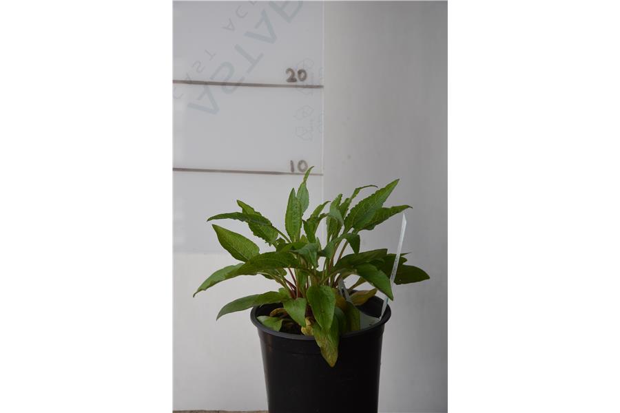 Echinacea Powwow Wild Berry