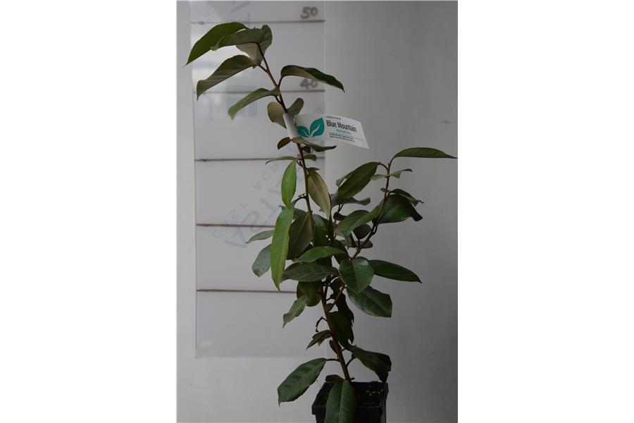 Elaeagnus x ebbingei