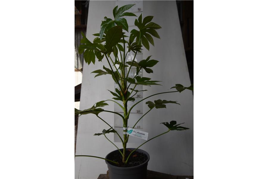 ARALIA/PAPER PLANT