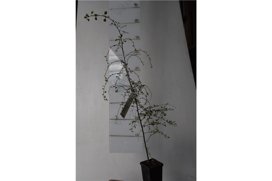 Hoheria angustifolia