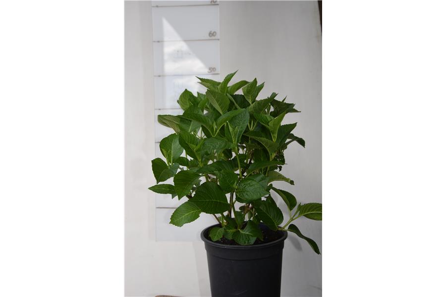 Hydrangea mac Sensation