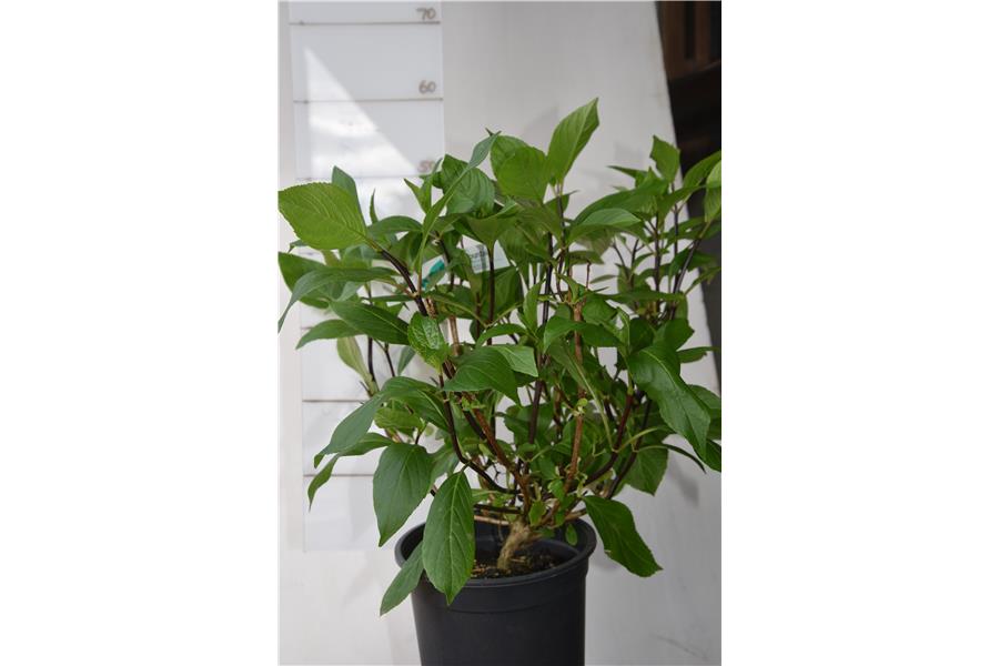 Hydrangea macrophylla Nigra