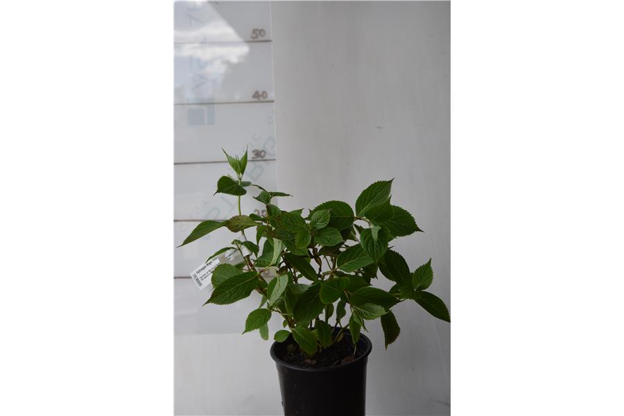 Hydrangea Magic Pillow