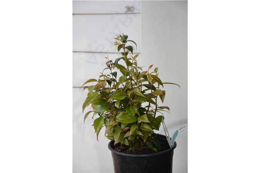 Leucothoe fontanesiana Crimson Globe