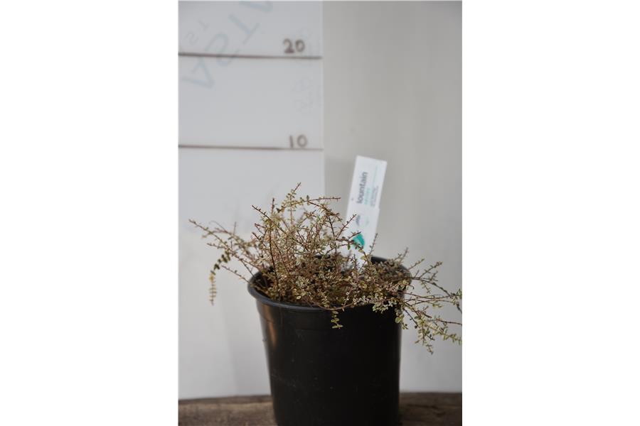 Metrosideros diffusa Crystal Showers