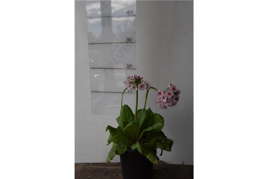 Primula jap. Appleblossom