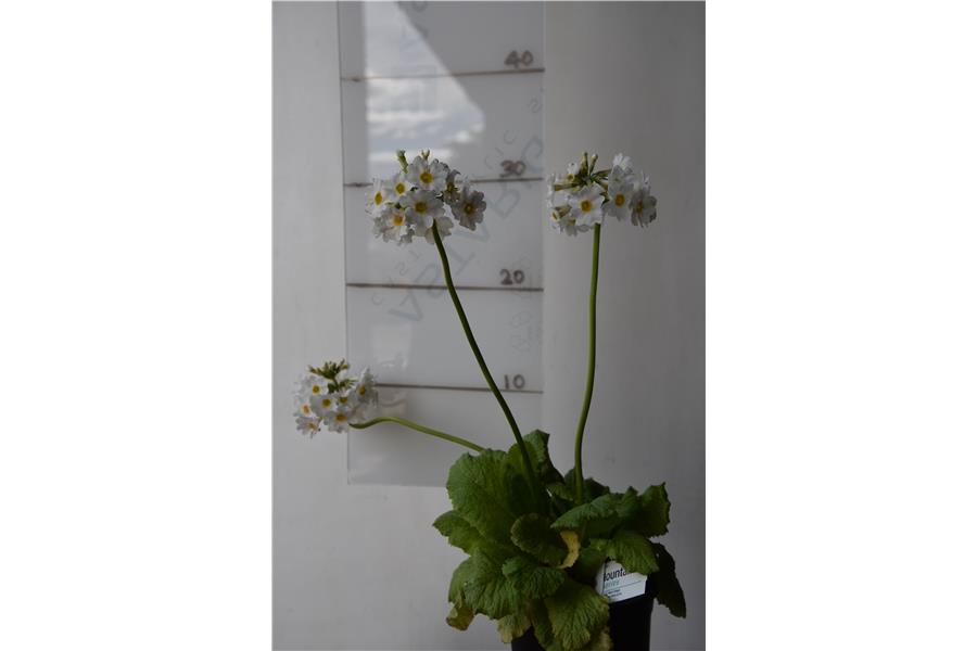 Primula japonica Alba