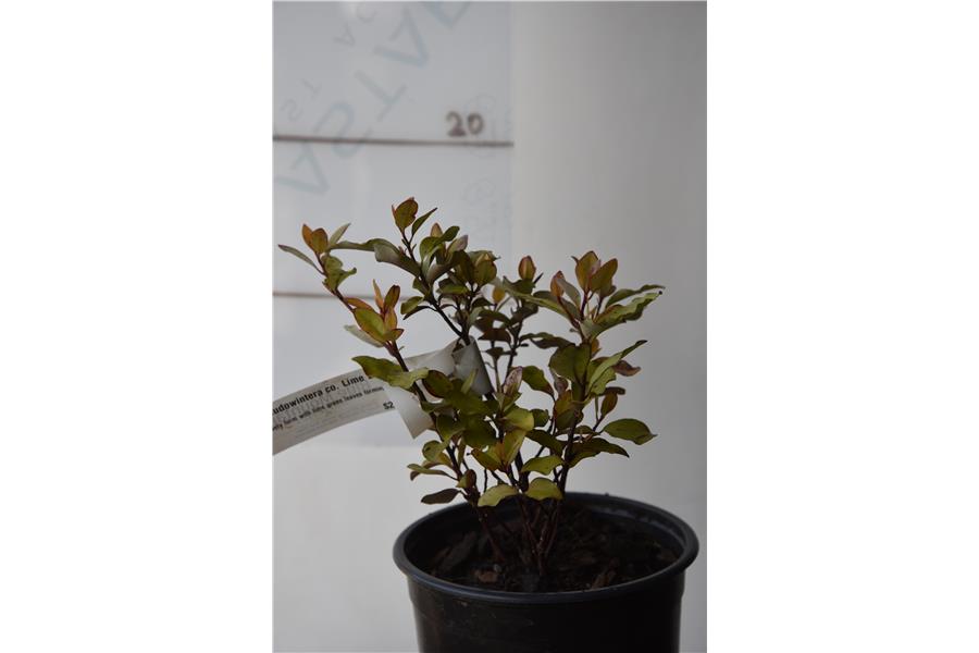 Pseudowintera co. Lime Light