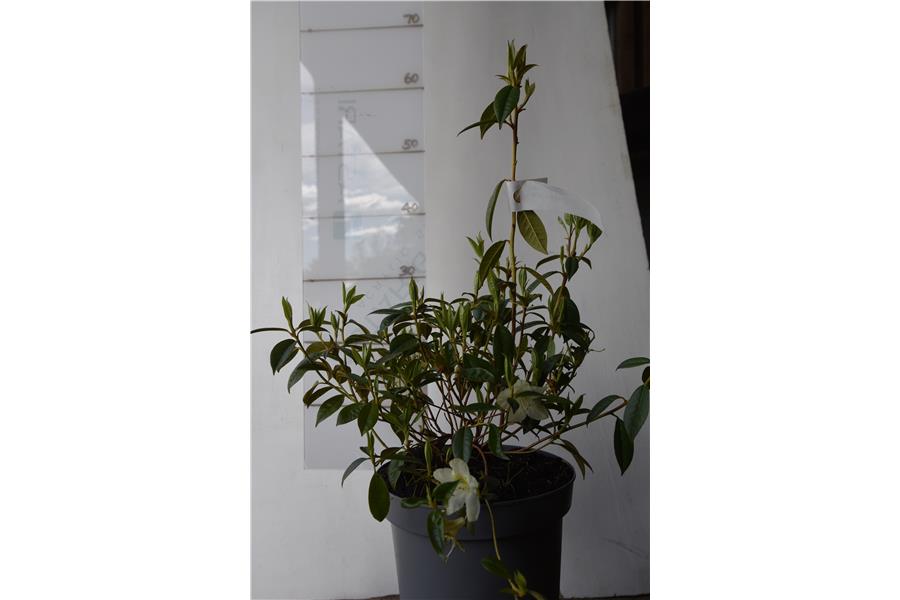 (lutescens x burmanicum)