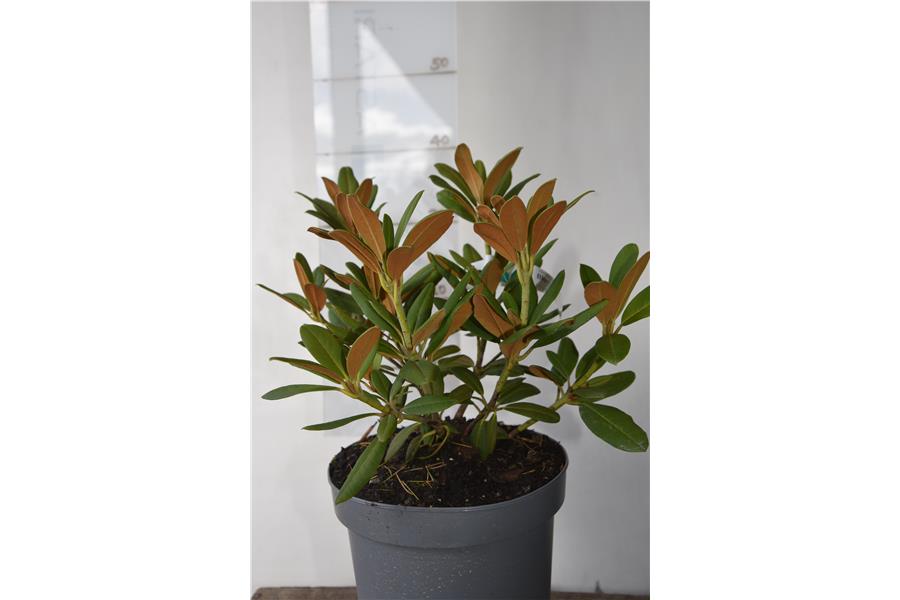 (haematodes x dichroanthum)