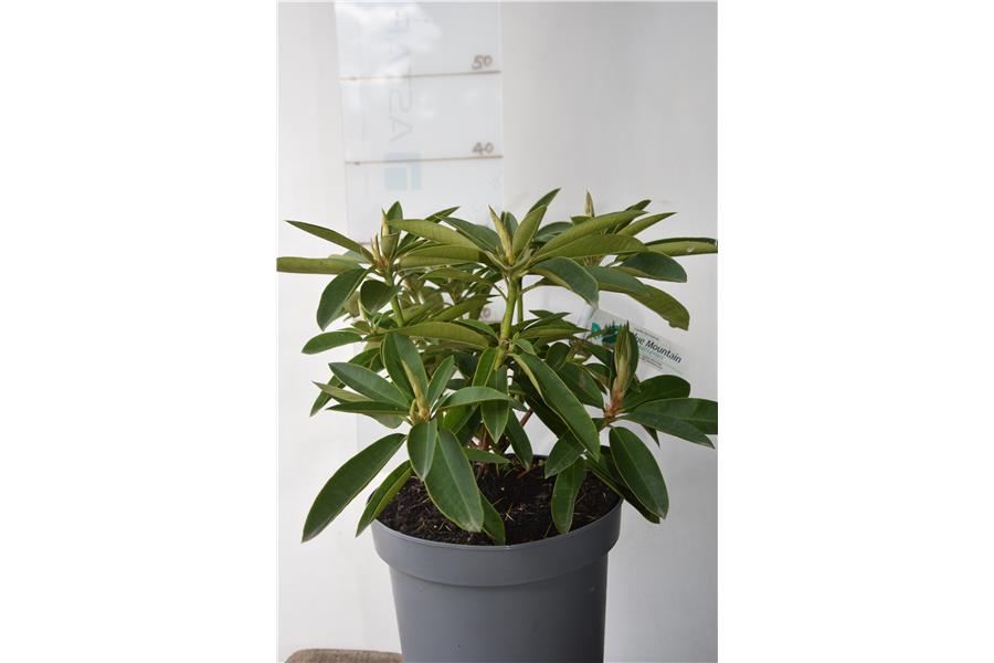 Rhodo Conolinis Windmill