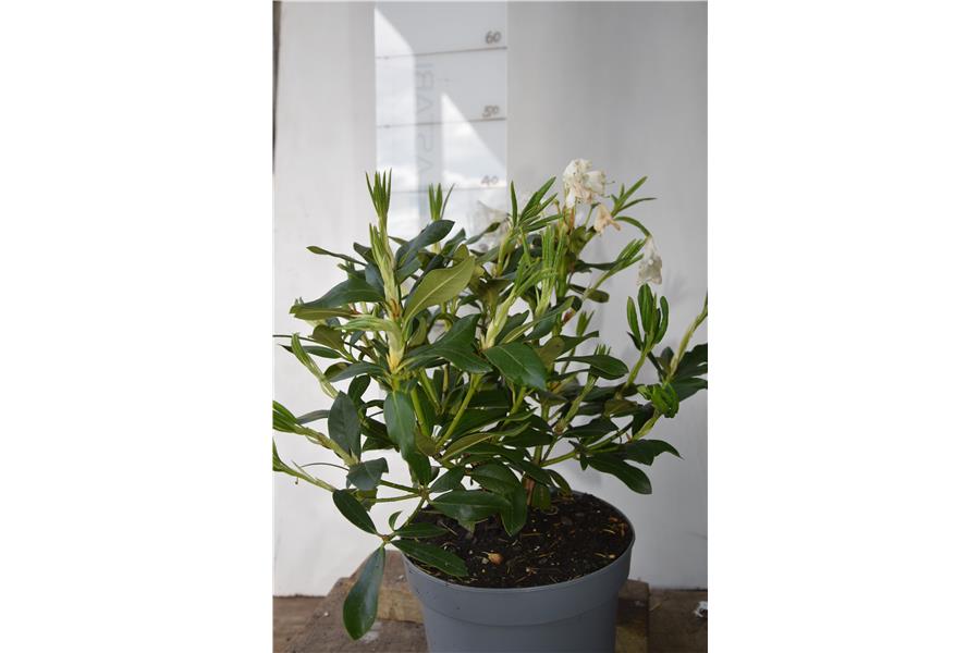 (caucasicum x ponticum)