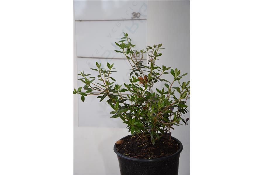 Rhodo Glenfalloch Blue