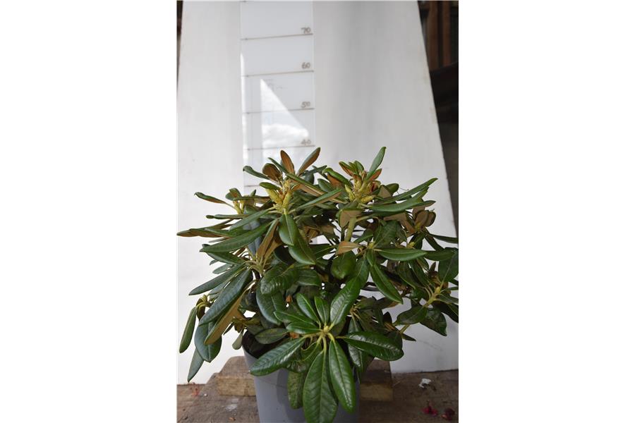 Unknown Warrior x Noya Brave