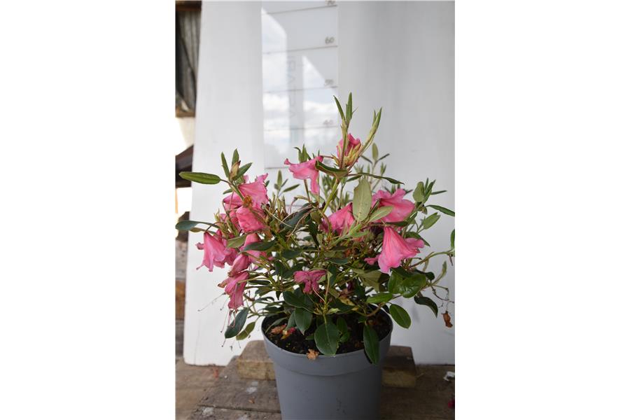 (williamsonianum x griersonianum)