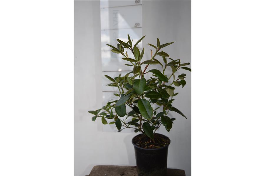 (williamsonianum x griersonianum)