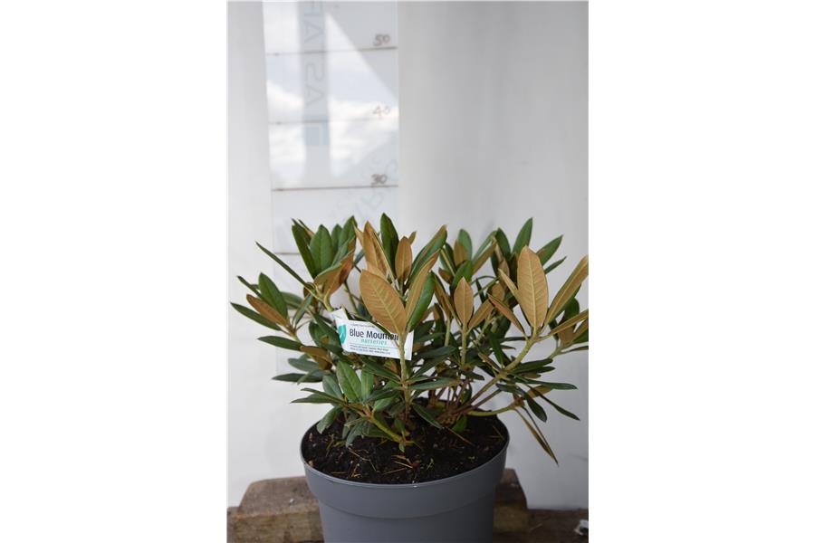 (dichroanthum x griersonianum)