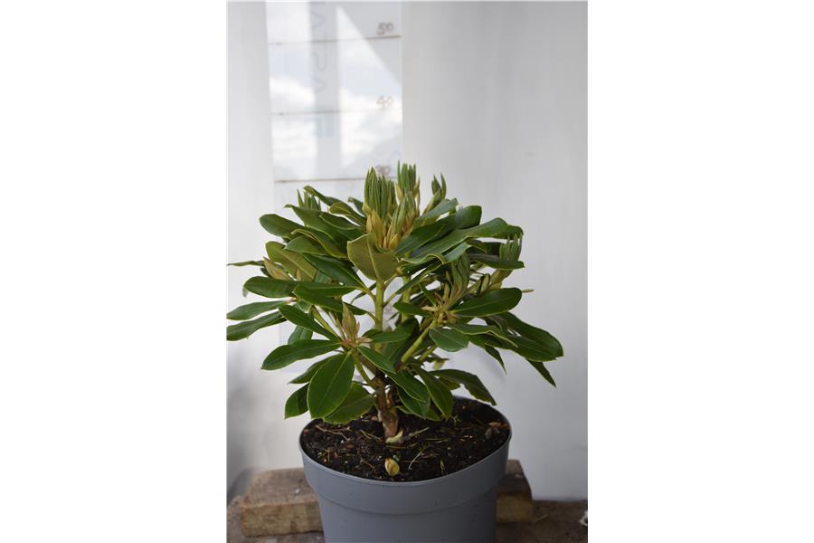 Mrs Lammot Copland x Mary Dream