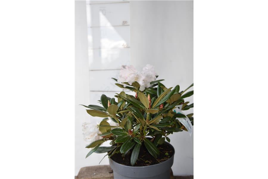 Rhodo Little Angel