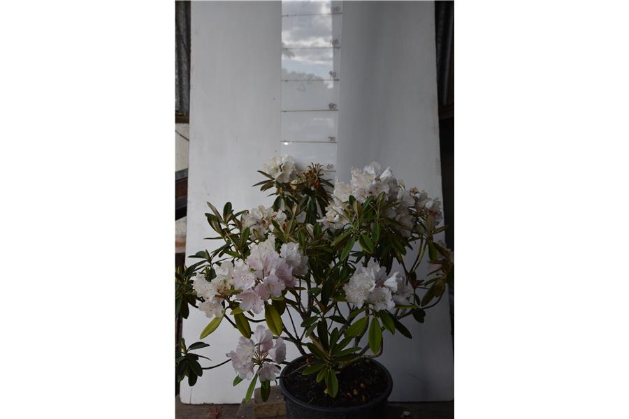 Alice x yakushimanum