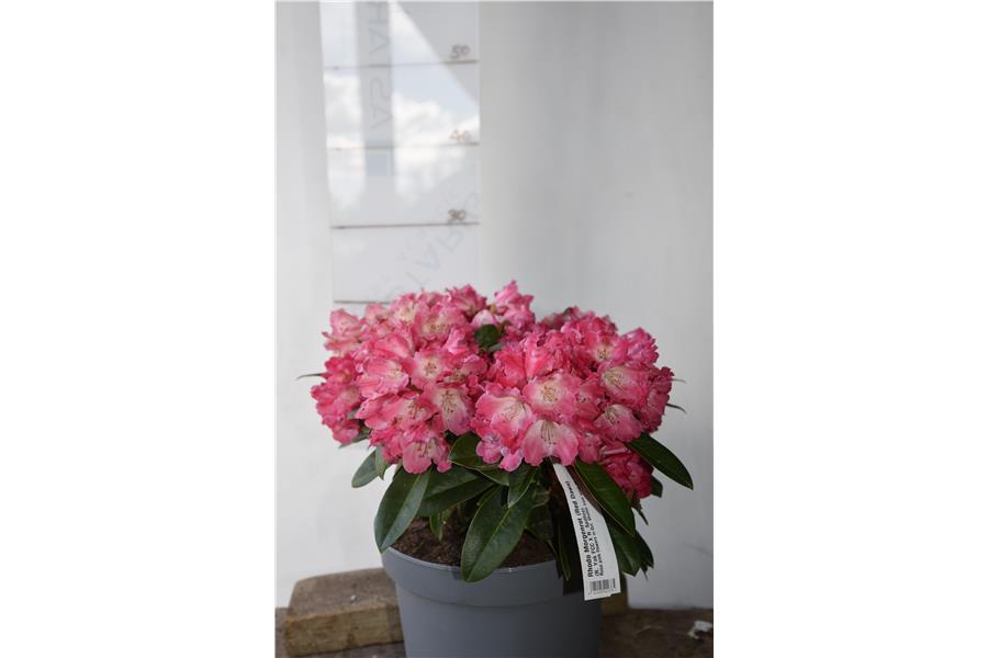 (R. Yak FCC X R. Spitfire)