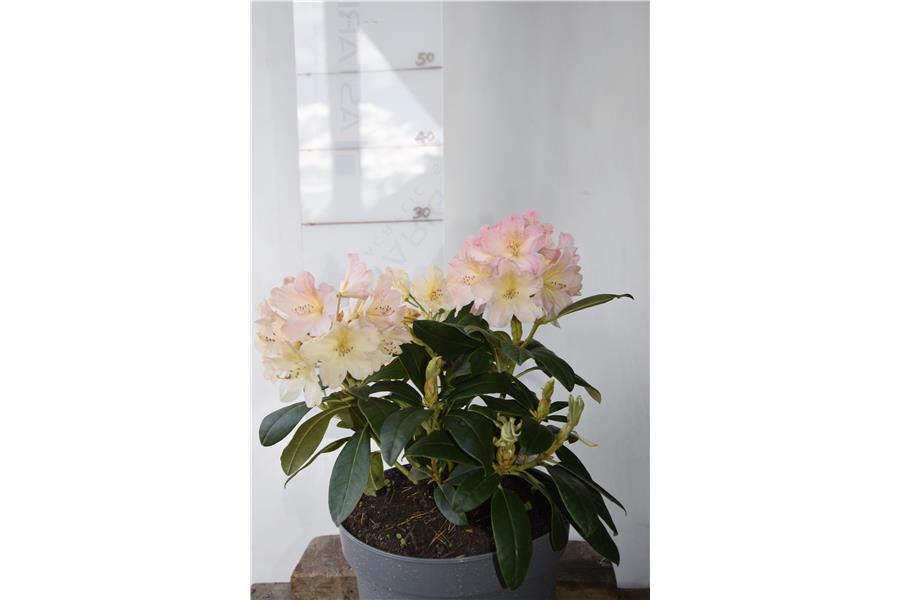 (Yak x Fabia tangarine)