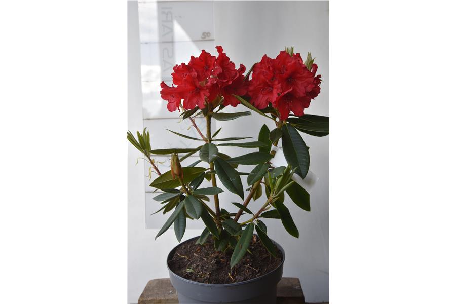 (griersonianum x mars)