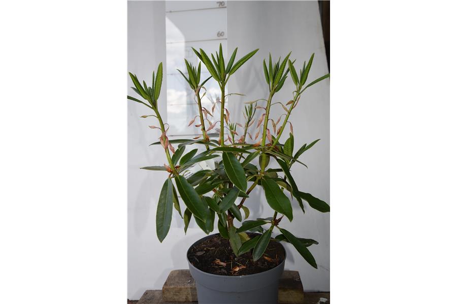 (griffithianum x maximum)