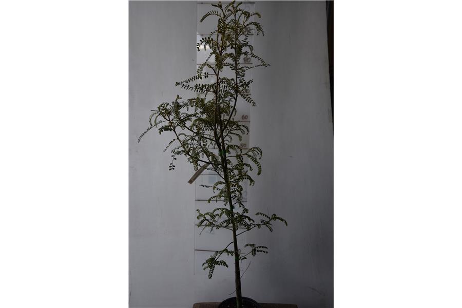 Sophora Mangaohane Station River No 2