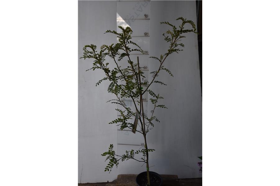 Sophora tetraptera x godleyi (Highlands Big flower