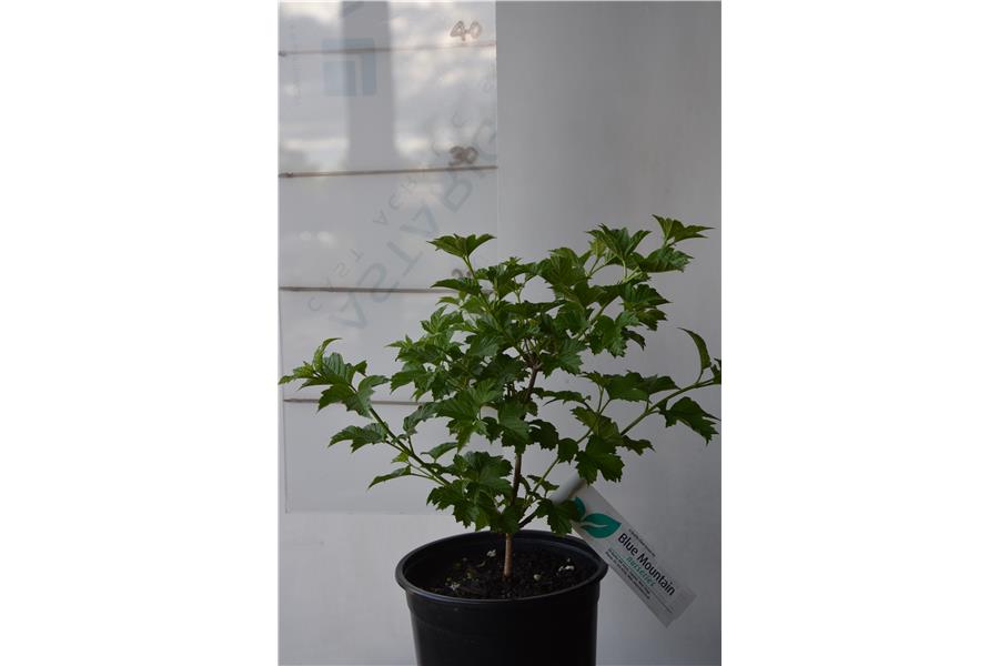 Viburnum opulus  Xanthocarpum