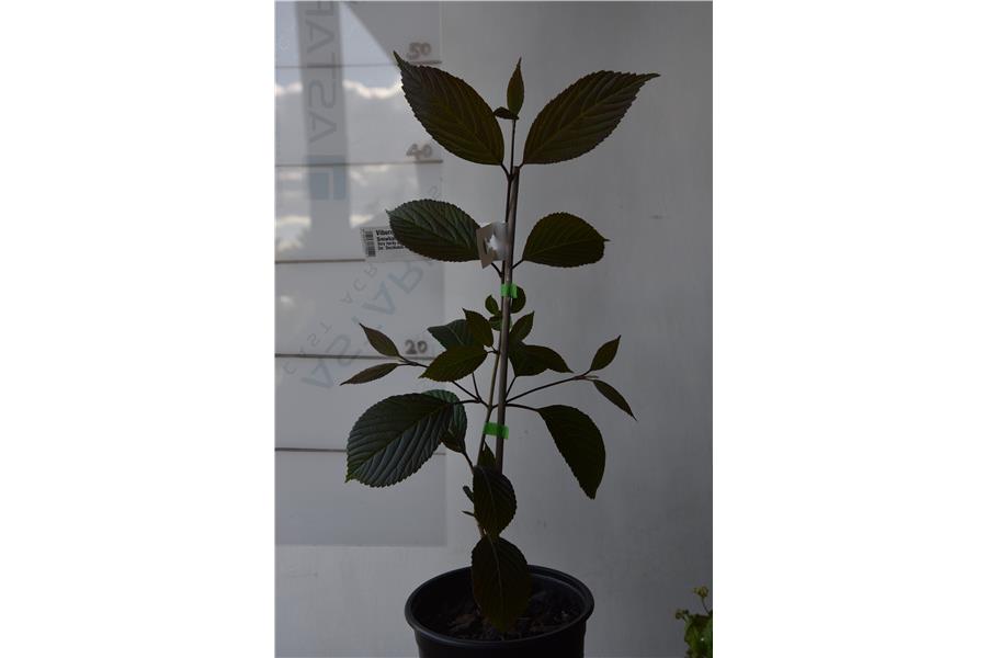 Pink Japanese Snowball