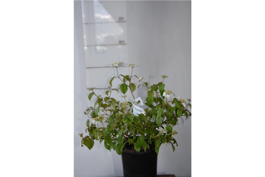 Viburnum plicatum tomentosum Summer Snowflake