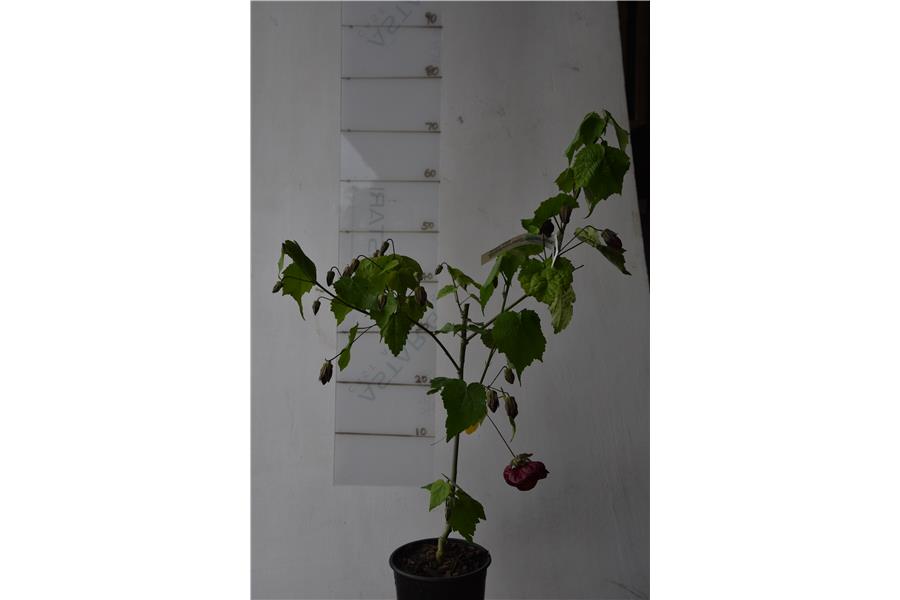 Abutilon Nabob